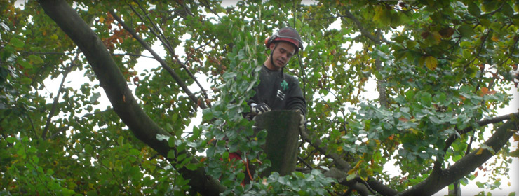 Bomen rooien meijel